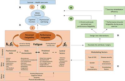 Fatigue in Chronic Respiratory Diseases: Theoretical Framework and Implications For Real-Life Performance and Rehabilitation